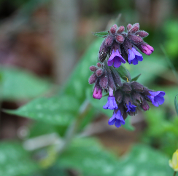 Pulmonaire officinale (Pulmonaria officinalis) &copy; Nicolas Macaire / LPO